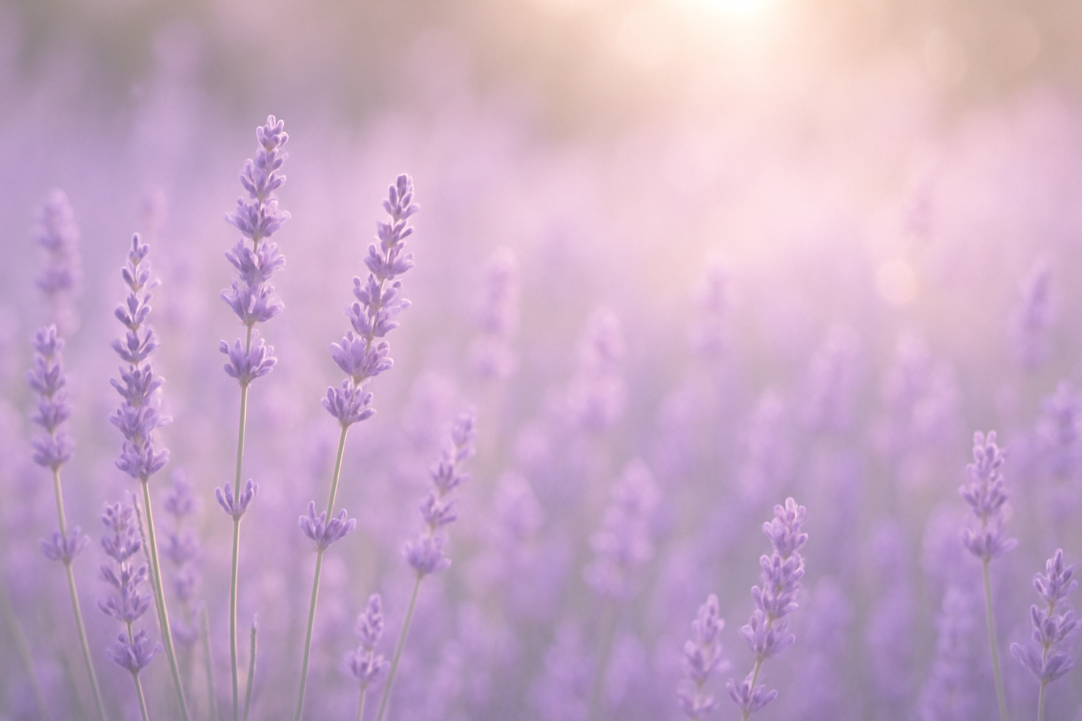 lavender
